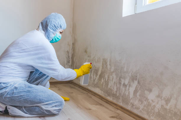 Licensed Mold Testing service in Abingdon, VA - WQB Mold Removal